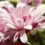 Crepis rubra Otro