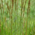 Helictochloa planiculmis