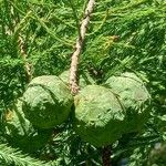 Taxodium distichum Frucht