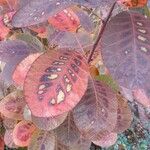 Cotinus obovatus Leaf