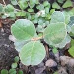 Correa alba Leaf