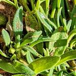 Calandrinia ciliata Hostoa