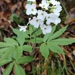 Cardamine heptaphylla Квітка