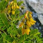 Astragalus penduliflorus Kwiat