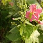 Pavonia dasypetala Flor