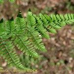 Dryopteris aemula Muu