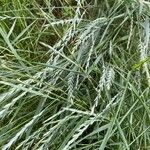 Elymus pungens Blatt