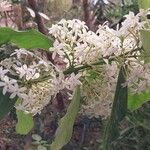 Acokanthera oppositifolia Flower