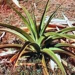 Aloe marlothii 葉