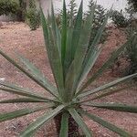 Agave sisalana Levél