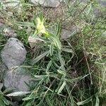 Phlomis lychnitis Folha