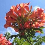 Campsis grandiflora Flower