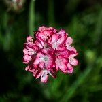 Armeria pinifolia Квітка