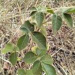 Allophylus rubifolius Leaf