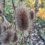 Dipsacus fullonumFrucht