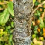 Jatropha podagrica Bark