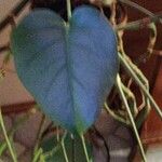 Philodendron hederaceumLeaf