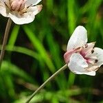 Butomus umbellatus Blüte