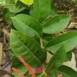 Ixora chinensis Лист