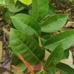 Ixora chinensis Blatt