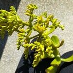 Sedum praealtum Flor