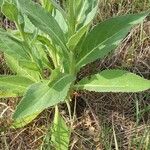 Verbascum densiflorum Leaf