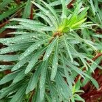 Euphorbia characias Blatt