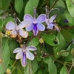 Rotheca myricoides आदत