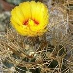 Astrophytum capricorneFloro