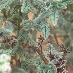 Heliotropium bacciferum Corteza