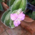Tradescantia sillamontana Flower