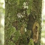 Cathedra acuminata Bark