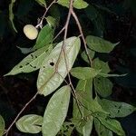 Mortoniodendron cauliflorum Liść