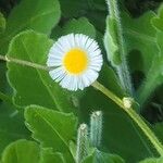 Erigeron quercifolius Kvet