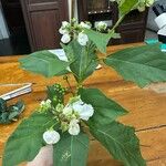 Solanum bonarienseFlor