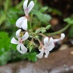 Pelargonium odoratissimum Flower