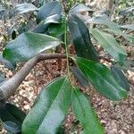 Diospyros ebenum Leaf