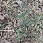 Verbena litoralis Leaf