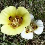 Calochortus superbus Цветок