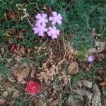 Verbena bipinnatifida फूल