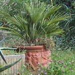 Chamaerops humilis叶