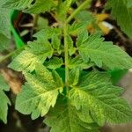 Solanum lycopersicumFoglia