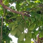 Bischofia javanica Leaf