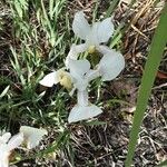 Iris albicans Blüte