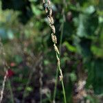 Bouteloua curtipendula Hábito