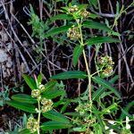 Euphorbia indica 花
