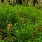 Equisetum pratense برگ