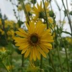Silphium perfoliatum Çiçek