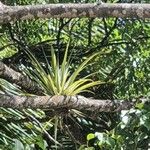 Tillandsia utriculata Leaf