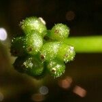 Ranunculus trichophyllus Fruit